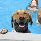 Illustration for article titled Celebrate the End of Summer With a Doggie Pool Party